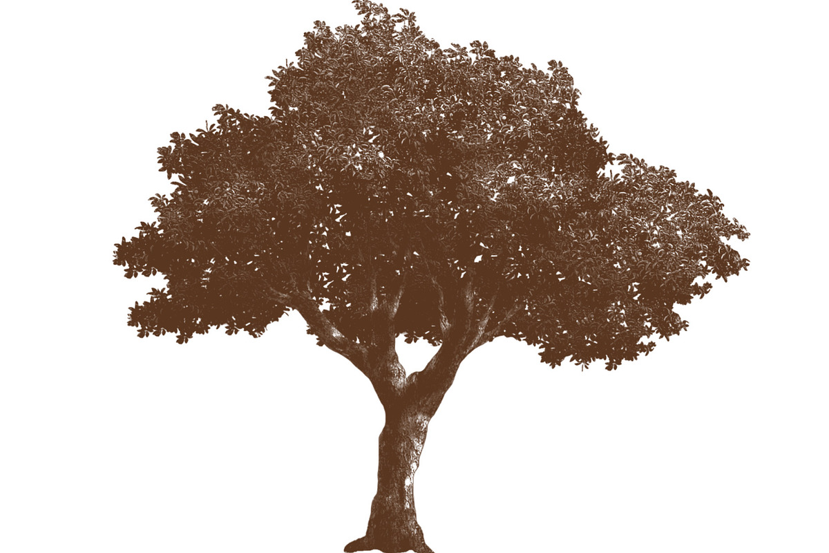 100 Tree Brush Stamps Photoshop, a Brush Add-On by Chipshpow Graphics (Photo 3 of 8)