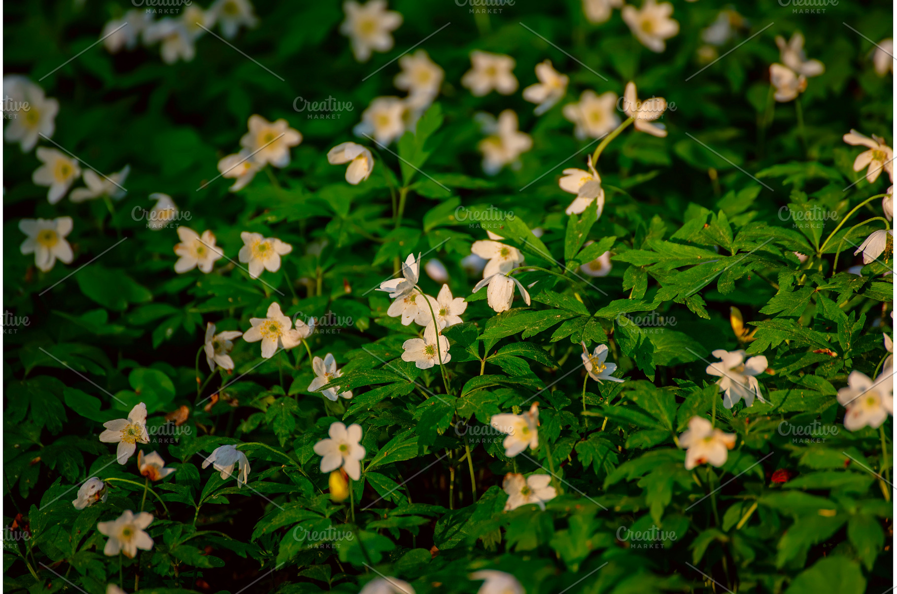 White anemone flowers growing in, a Nature Photo by Nature and travel