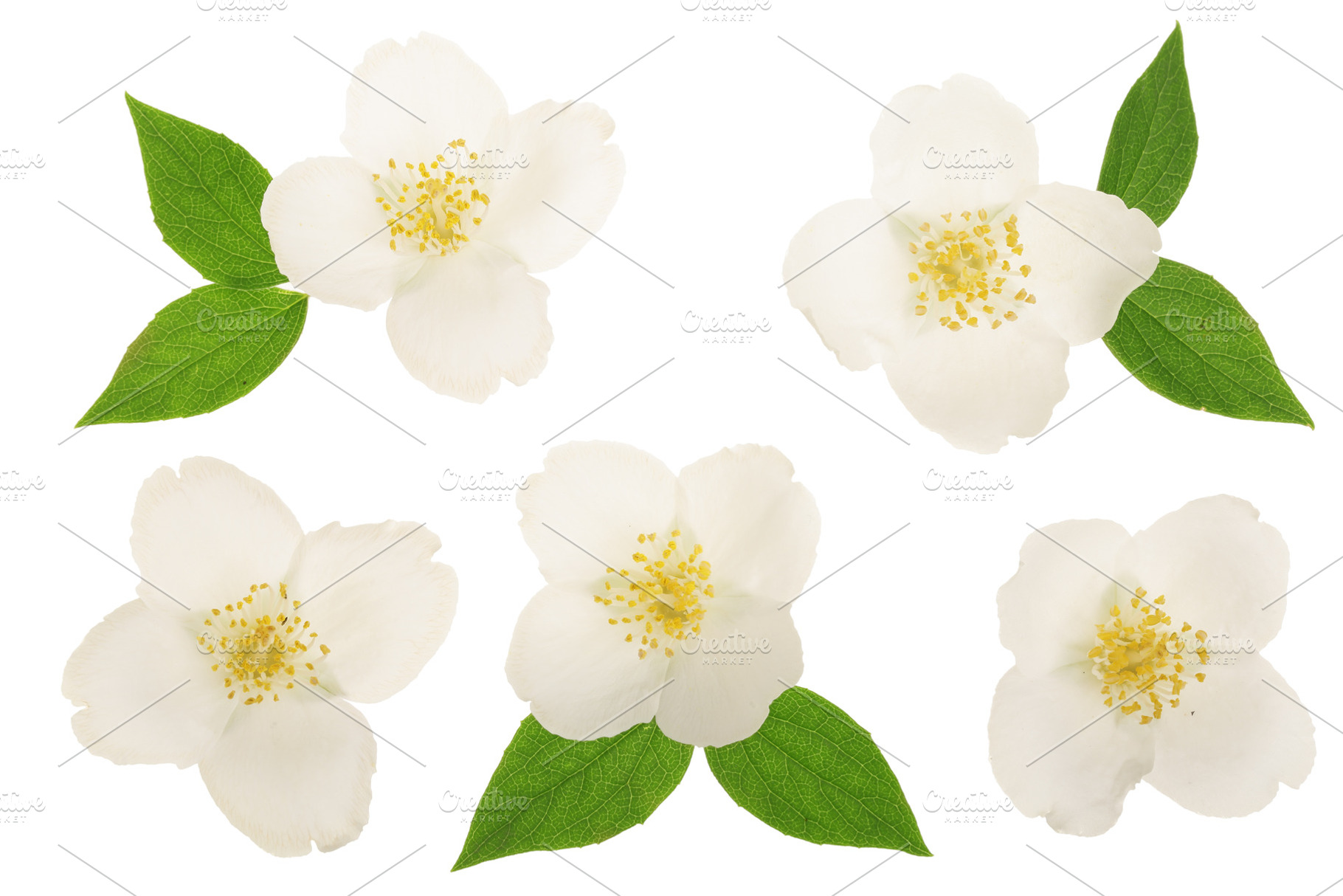 Jasmine flower decorated with green leaves isolated on white background, a Nature Photo by NataPhoto