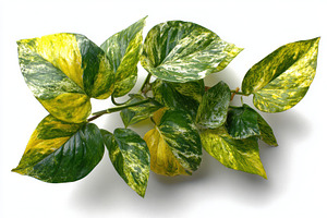 Marble Queen Pothos vibrant green ye, a Photo by Pixeness Studio