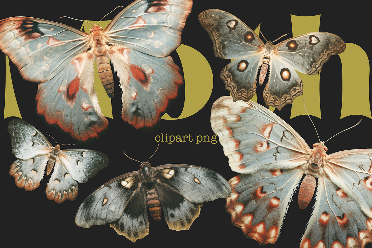 Moth and Butterflies, an Object Graphic by TheCuteShop (Photo 6 of 9)