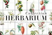 Herbarium Collection prints & more!, a Pattern Graphic by Pink Linen (Thumbnail 2 of 15)