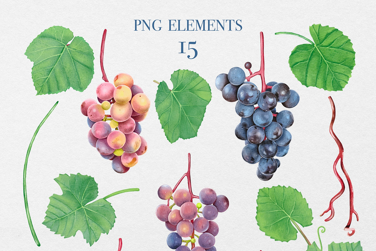 Watercolor Grapes Clipart, a Food Illustration by DiashaArt (Photo 3 of 8)