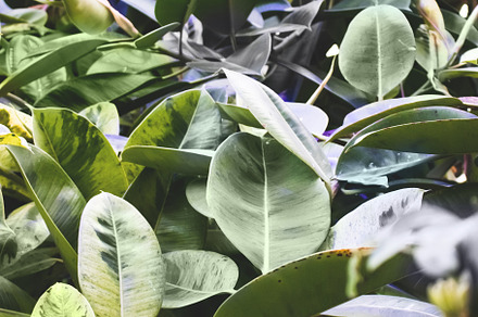 Ficus elastica green leaves., a Nature Photo by rorygez fresh