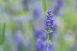 Blue lavender flowers in the summer meadow, a Nature Photo by Anna Bogush