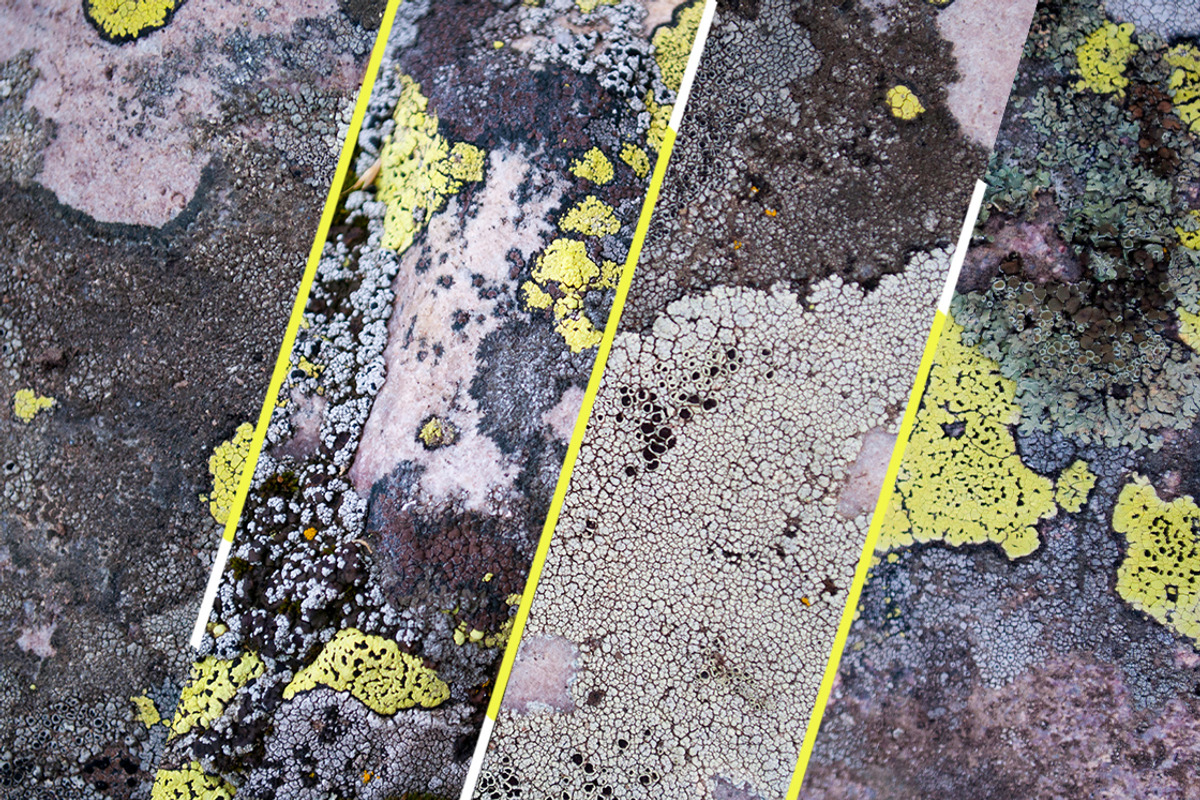 36 Lichen Textures preview 4
