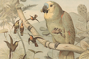 Oluf August Hermansen's Animals, an Animal Illustration by Digital Museum (Thumbnail 5 of 11)