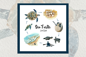 Big Watercolor Life Cycle Bundle