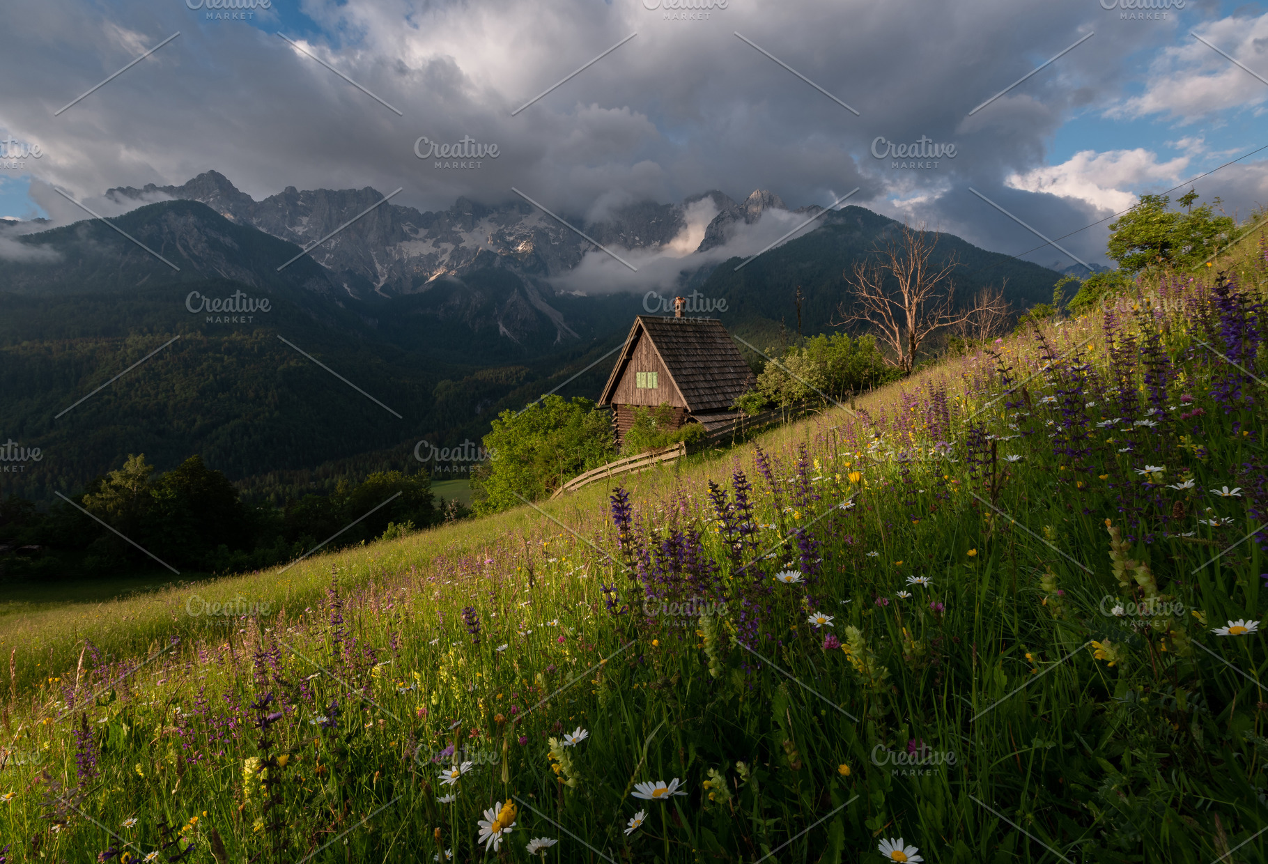 Flowers on the meadow in the mountains, a Nature Photo by Dreamy Pixel