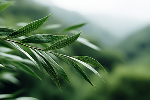Fresh green leaves with visible, a Nature Photo by MistyDay