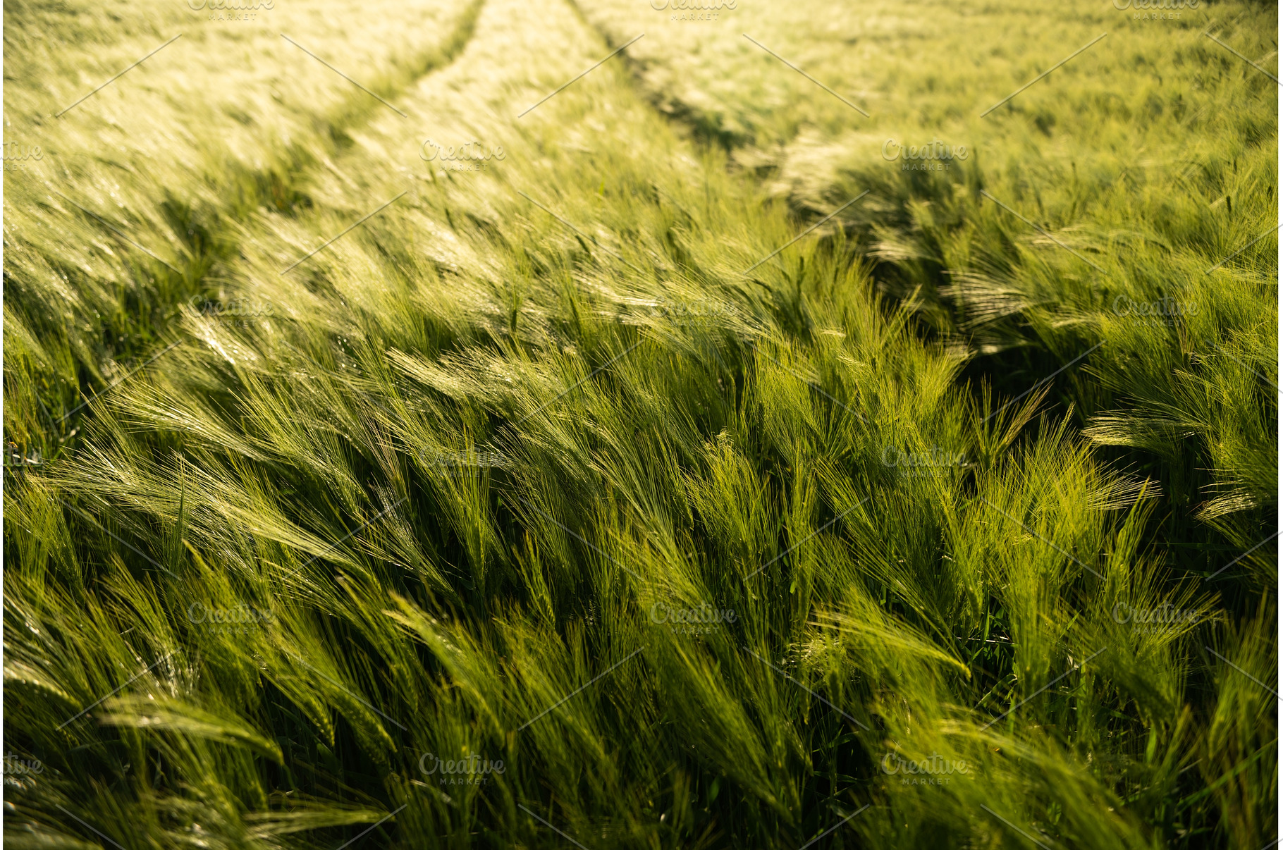 Wide barley field with visible, a Nature Photo by volodymyrshtun13795