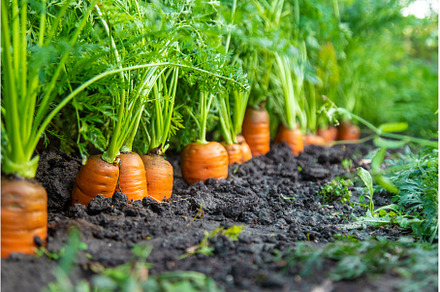 Carrot harvest in the garden, a Food & Drink Photo by yanadjana