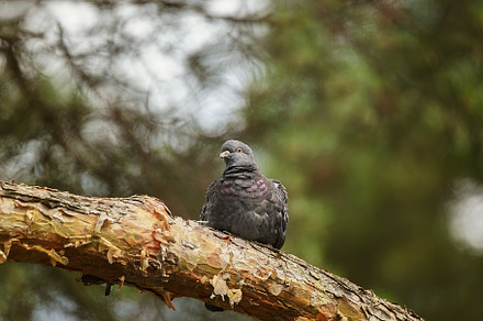 pigeon sitting on green grass in the, an Animal Photo by AlexBush