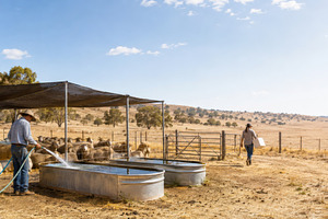 Summer livestock heat feed preparati, a Photo by Dvoevnore photos