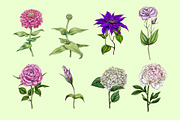 Botany and tenderness. Flowers set, an Object Illustration by Schumacher Shop (Thumbnail 2 of 8)
