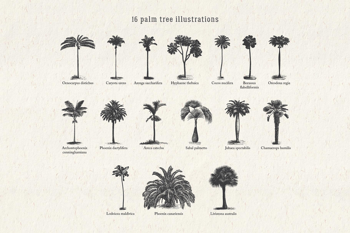 Vintage Palm Tree Vector Bundle, an Object Illustration by Seaquint (Photo 2 of 5)