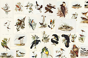 300+ The Birds of Australia, an Animal Illustration by Digital Museum (Thumbnail 11 of 15)