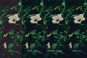 Fuji FP 100C III, a Preset Add-On by colorituals (Thumbnail 3 of 9)