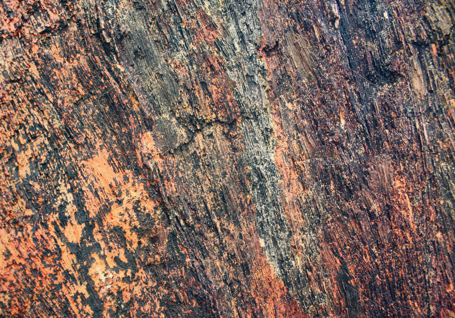 Petrified wood texture