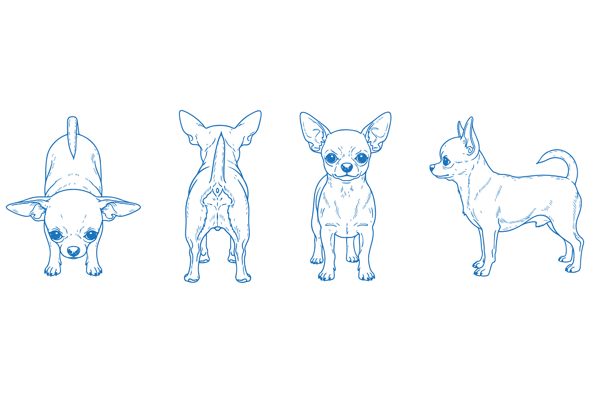 Hand Drawn Chihuahua Vector, an Animal Illustration by MkStudio