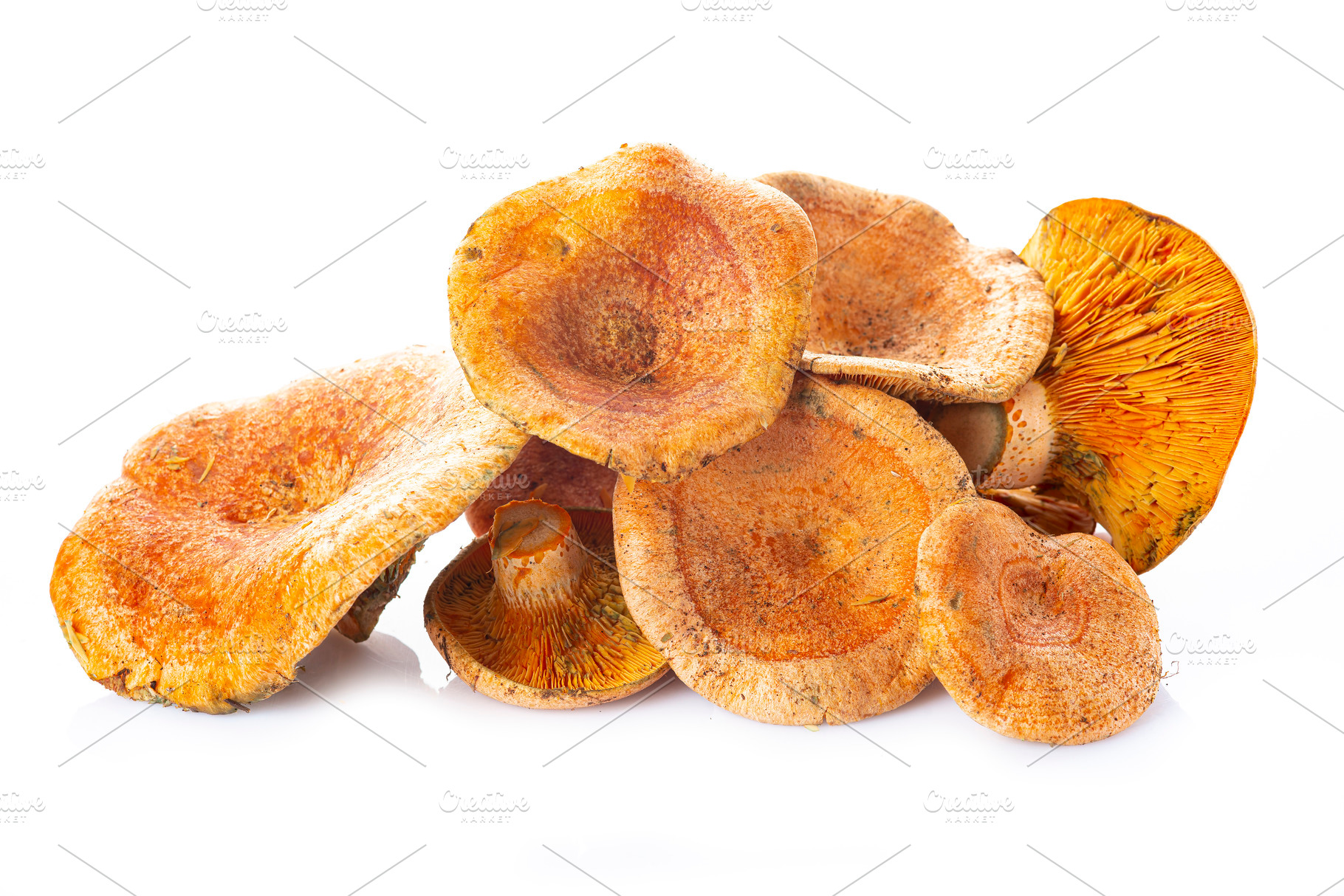 Saffron milk caps or red pine mushro, a Food & Drink Photo by Angel Simon Photography