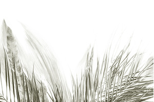 Color of 2026 year dancer in the, a Nature Photo by Anna Efetova