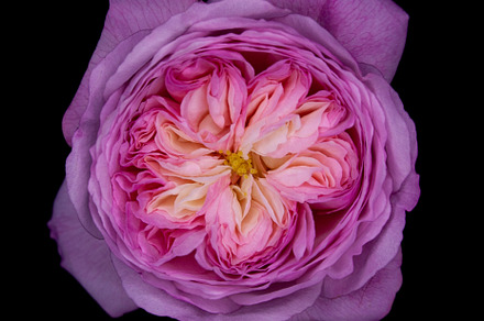 My Constance Rose II