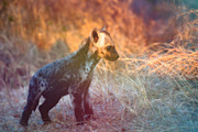 700 Abstract Light Leaks Overlays, a Brushes & More by Eldamar Studio (Thumbnail 5 of 5)