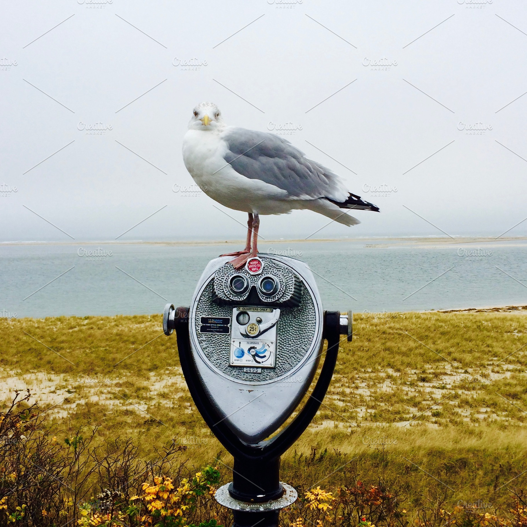 Downtime, Seagull, Cape Cod, a Nature Photo by Lindsay McGrath Photos