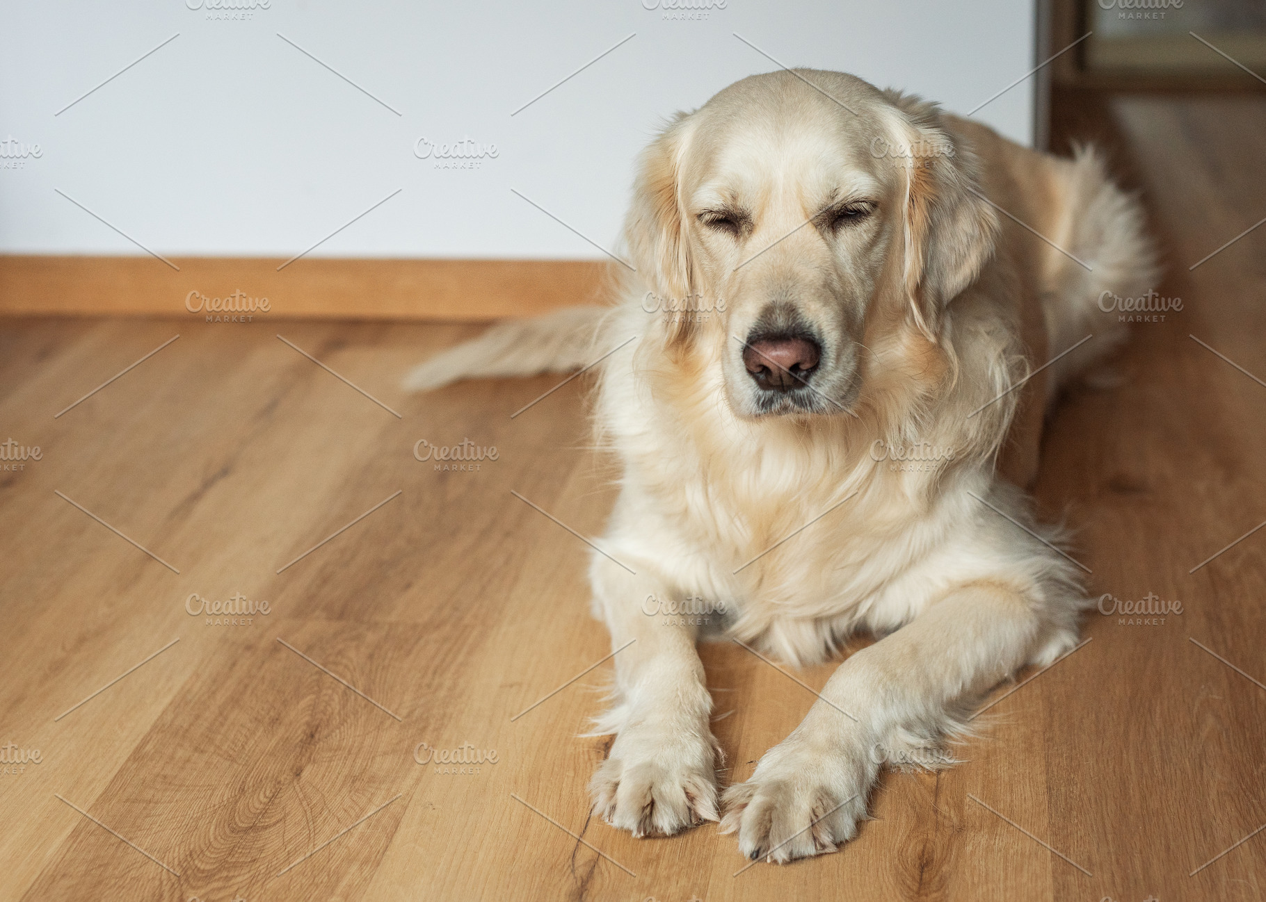 Golden retriever dog relaxing on wooden floor indoors, an Animal Photo by Olena Rudo