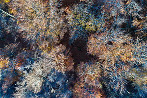 Aerial view of trees in the vosges mountains in autumn stock photo containing, a Nature Photo by Leonid Andronov