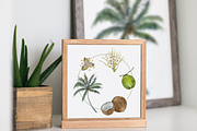 Coconut Life Cycle Clip Arts & Print, an Education Illustration by Tati Bordiu (Thumbnail 5 of 5)