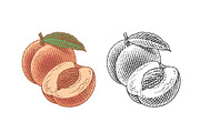 Peach, nectarine, engraving, a Food Illustration by Irina Trusova (Thumbnail 1 of 3)