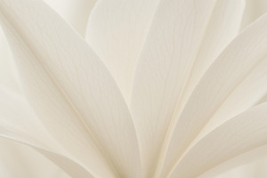 White flower petals closeup with soft texture, background, a Photo by Dvoevnore photos
