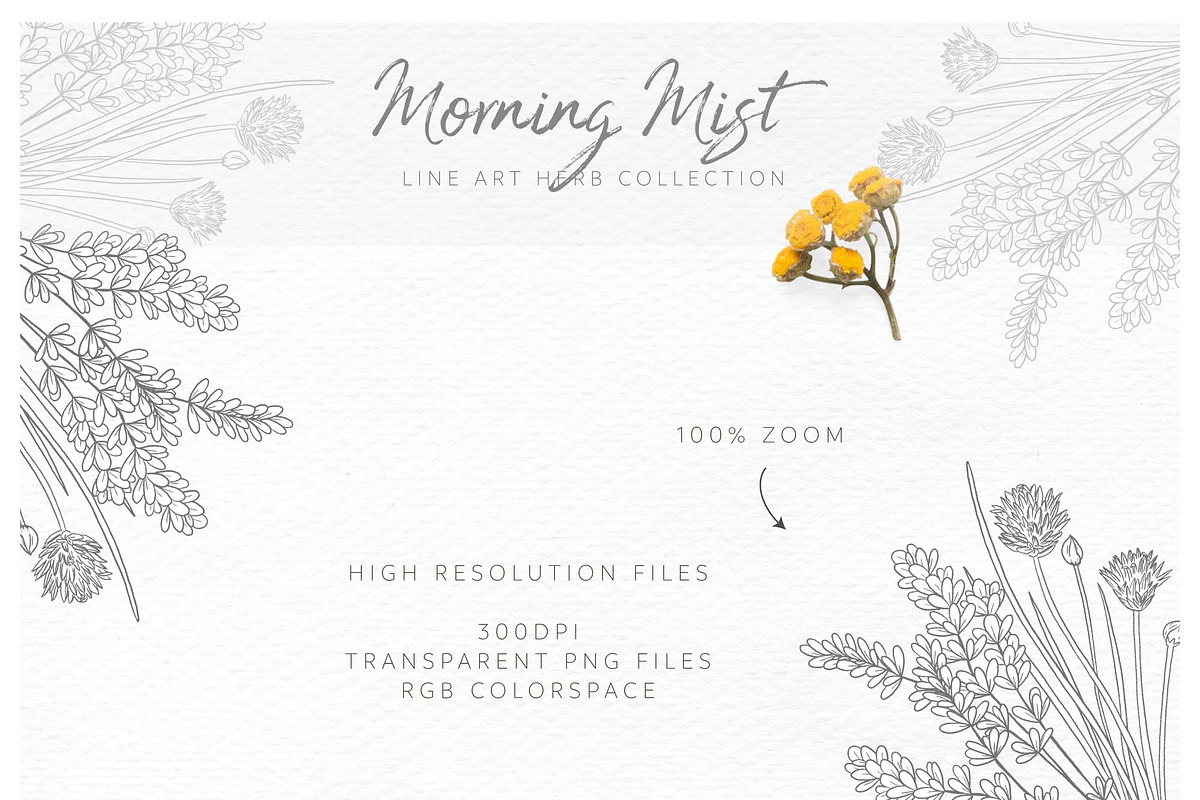 Morning Mist - Herb Collection, a Decorative Illustration by Momo Studio (Photo 18 of 18)