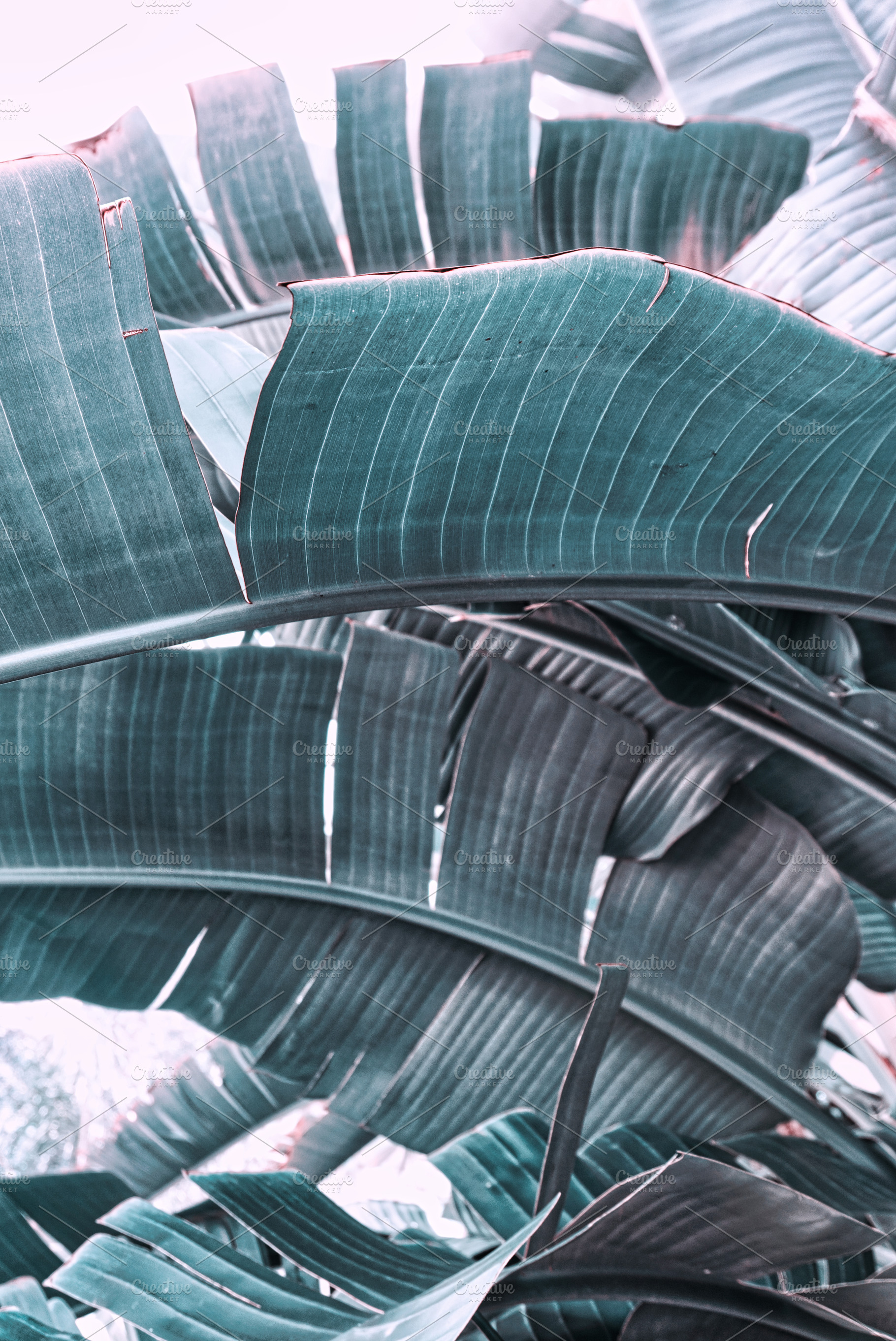 Tropical Banana Leaves Plant Photo, a Nature Photo by Alicia Youngken Photo's