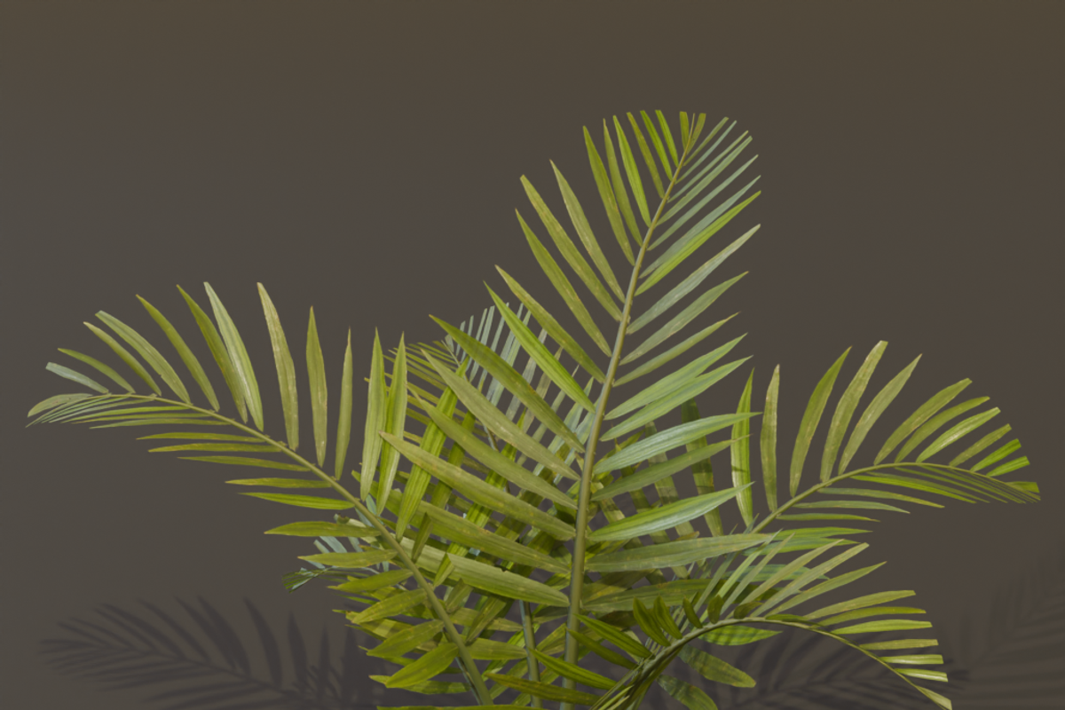 The Alexandra Palm Bush, a Plants & Tree 3D Model by FuturePastCreatives (Photo 15 of 15)