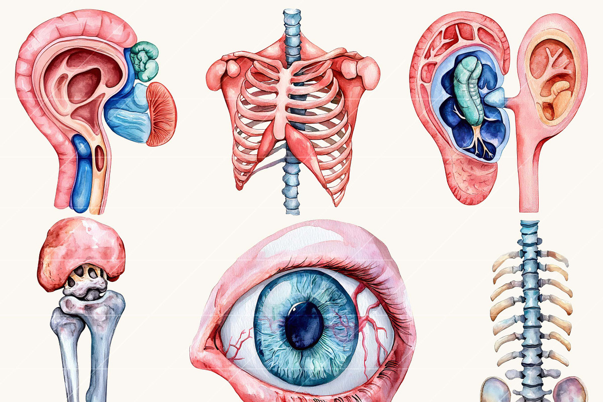 Watercolor Human Anatomy Clipart, a Person Illustration by BusyDaydesign (Photo 3 of 9)
