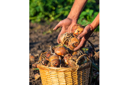 Onion harvest in the garden in the, a Food & Drink Photo by yanadjana
