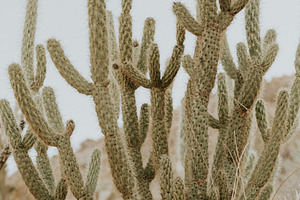 little desert cactus