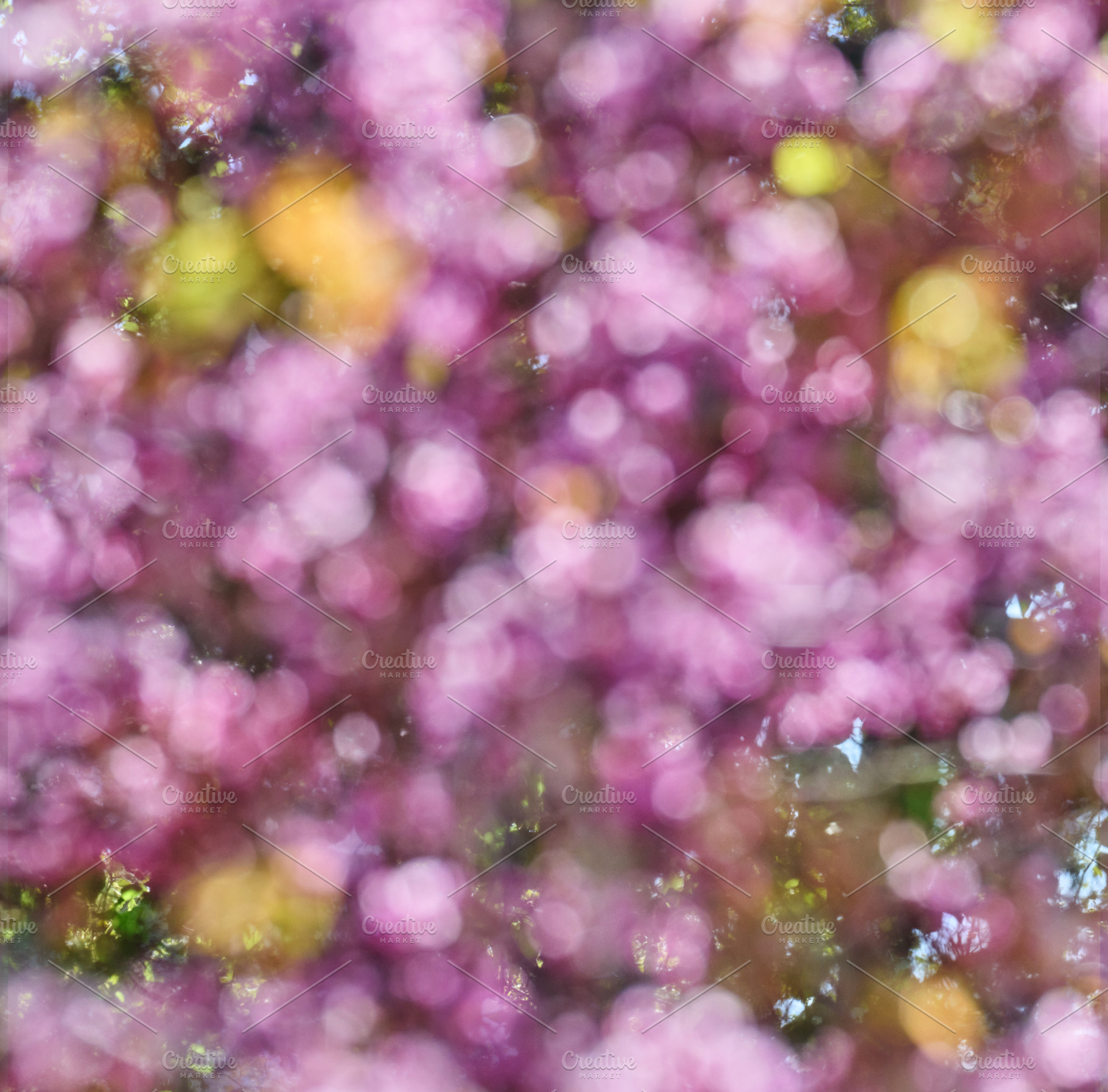 Abstract blurred background with bokeh, pink flowers, yellow hig, a Background Photo by ndanko