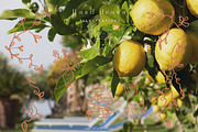 Handdrawn Dolce Vita Summer Icons, an Object Graphic by Laras Wonderland (Thumbnail 8 of 14)
