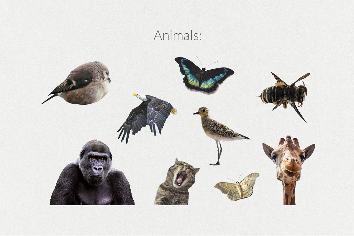 250+ Elements - Collage Creator Pack, an Object Graphic by Digi Life (Photo 11 of 32)