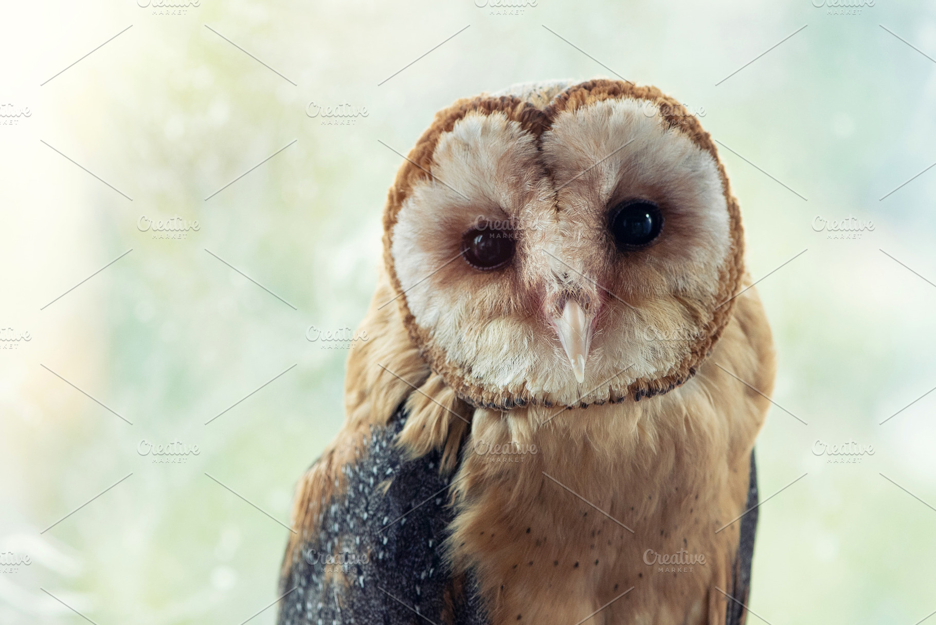 Common barn owl. Tyto alba., an Animal Photo by MriyaWildlife