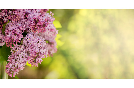 Beautiful Purple Lilac Bloom, a Nature Photo by JeanBet
