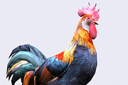 3DRT - Domestic animals - Rooster, an Animal 3D Model by 3DRT.com (Thumbnail 1 of 3)