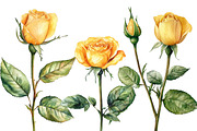 Watercolor Yellow Rose clipart, an Illustration by Designworld (Thumbnail 4 of 5)