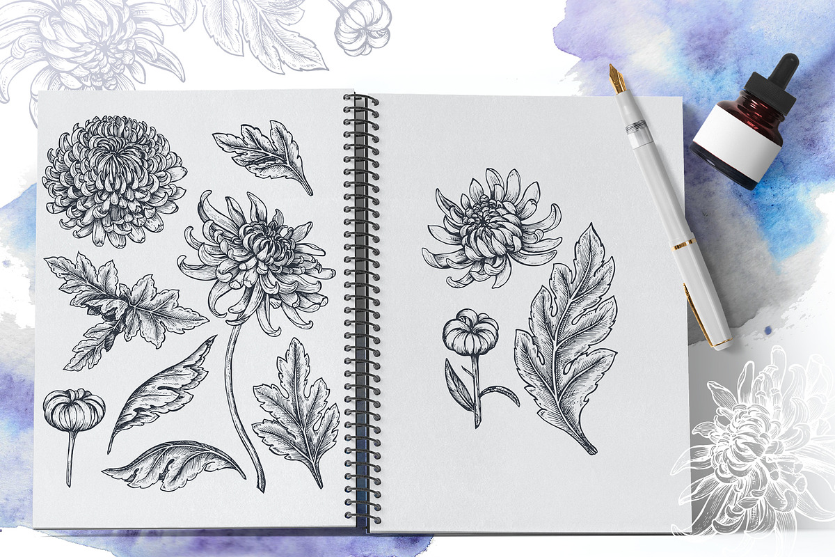 Chrysanthemum vector set, a Decorative Illustration by Molly art (Photo 2 of 11)