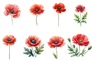Watercolor Poppy Flower clipart, an Illustration by Designworld (Thumbnail 2 of 5)