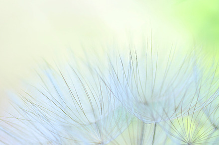 Dandelion 3 stock photo containing nature and wild, a Nature Photo by Maria Dattola Photography